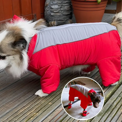 Manteau chien