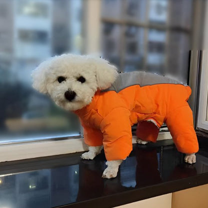 Manteau chien