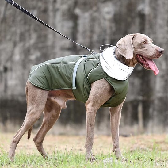Manteau pour chien