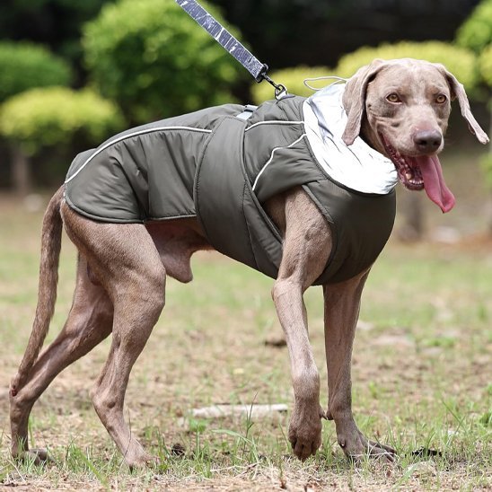 Manteau pour chien