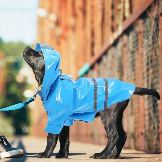 Manteau pour Chien
