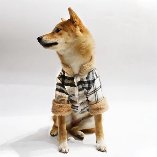 Manteau pour chien 