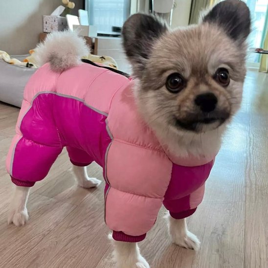 Manteau pour chien