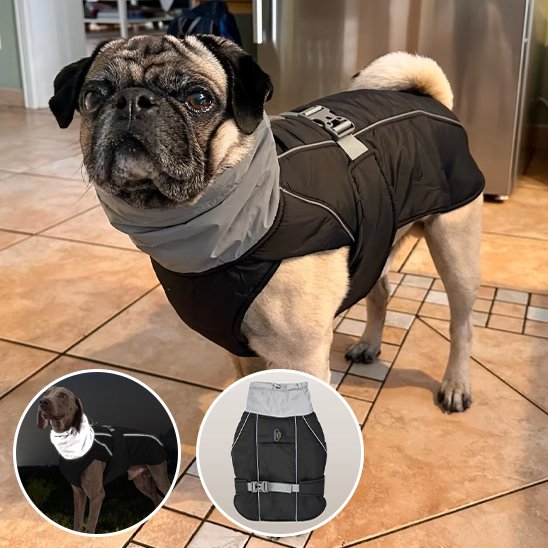 Manteau pour chien