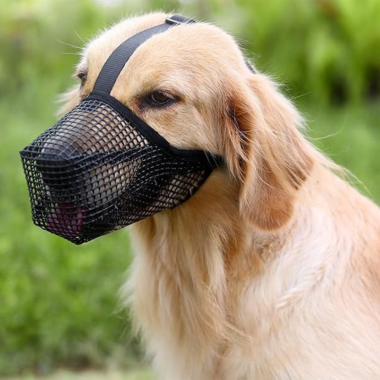 Muselière chien