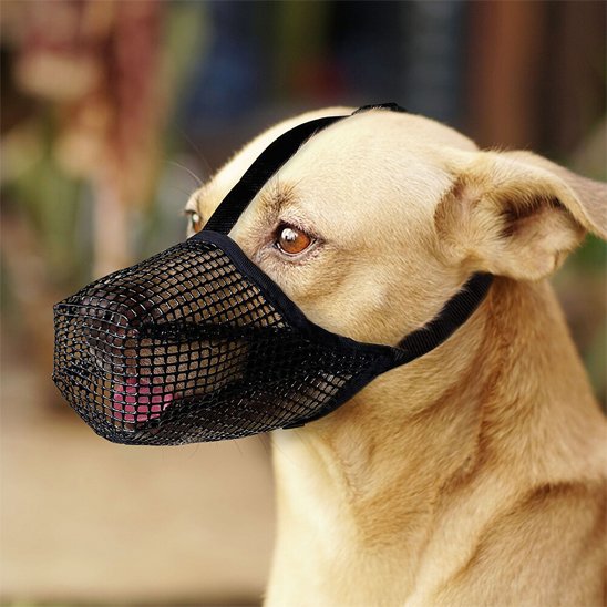 Muselière chien