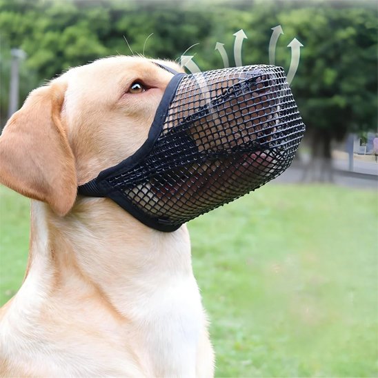Muselière chien