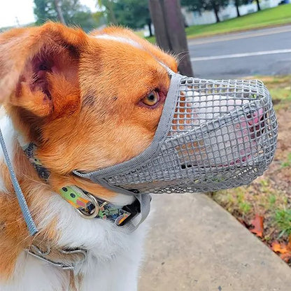 Muselière chien