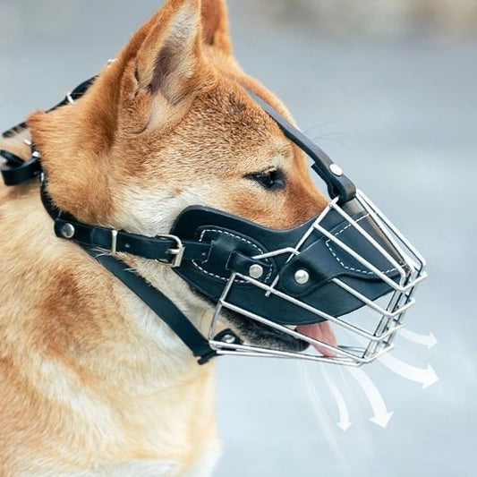 Muselière pour chien