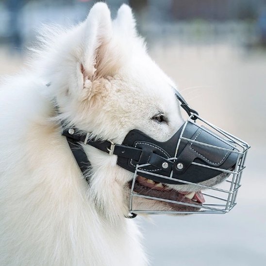 Muselière pour chien