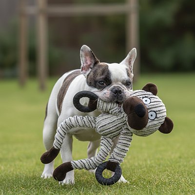 Peluche pour chien 
