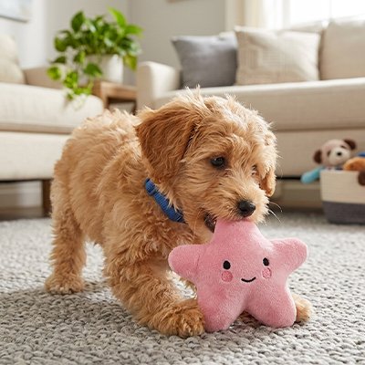 Peluche pour chien 