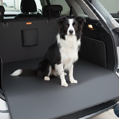 Protection chien voiture