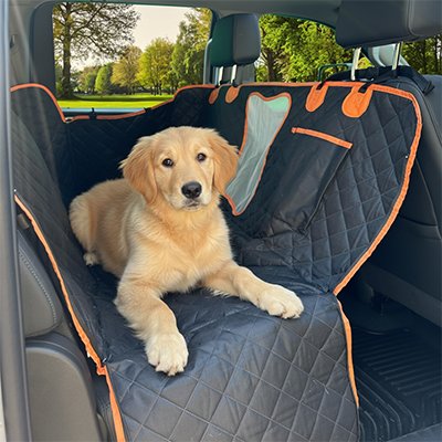 Protection chien voiture