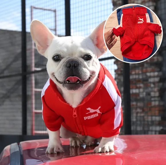 Pull chien