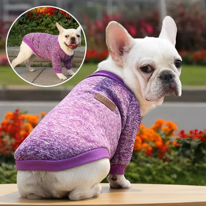 Pull chien