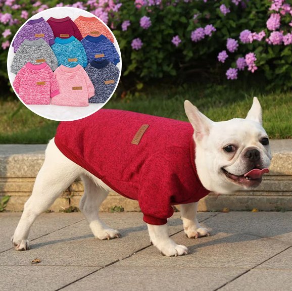 Pull chien