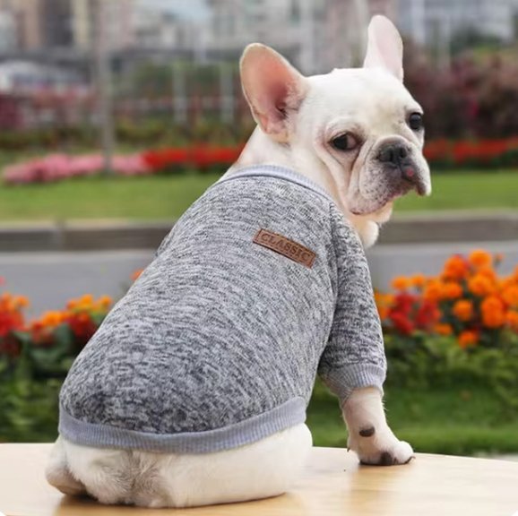Pull chien