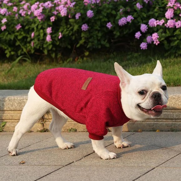 Pull chien