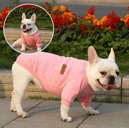 Pull chien