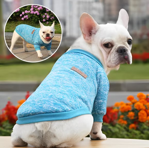 Pull chien