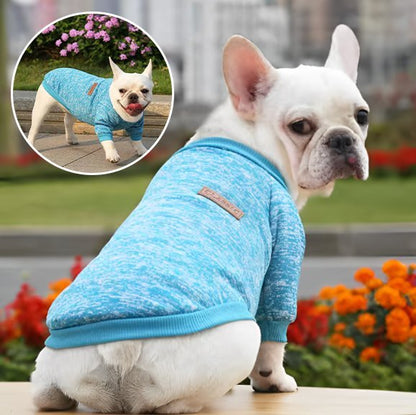 Pull chien