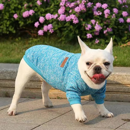 Pull chien