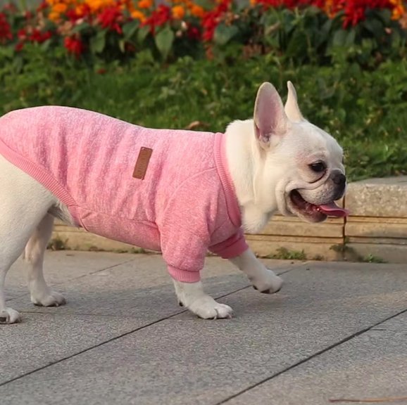 Pull chien