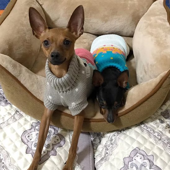 Pull pour chien