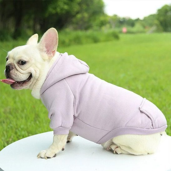 Pull pour chien