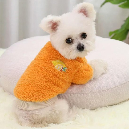 Pull pour Chien